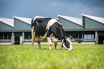 Melkveehouderij Visscher Agri